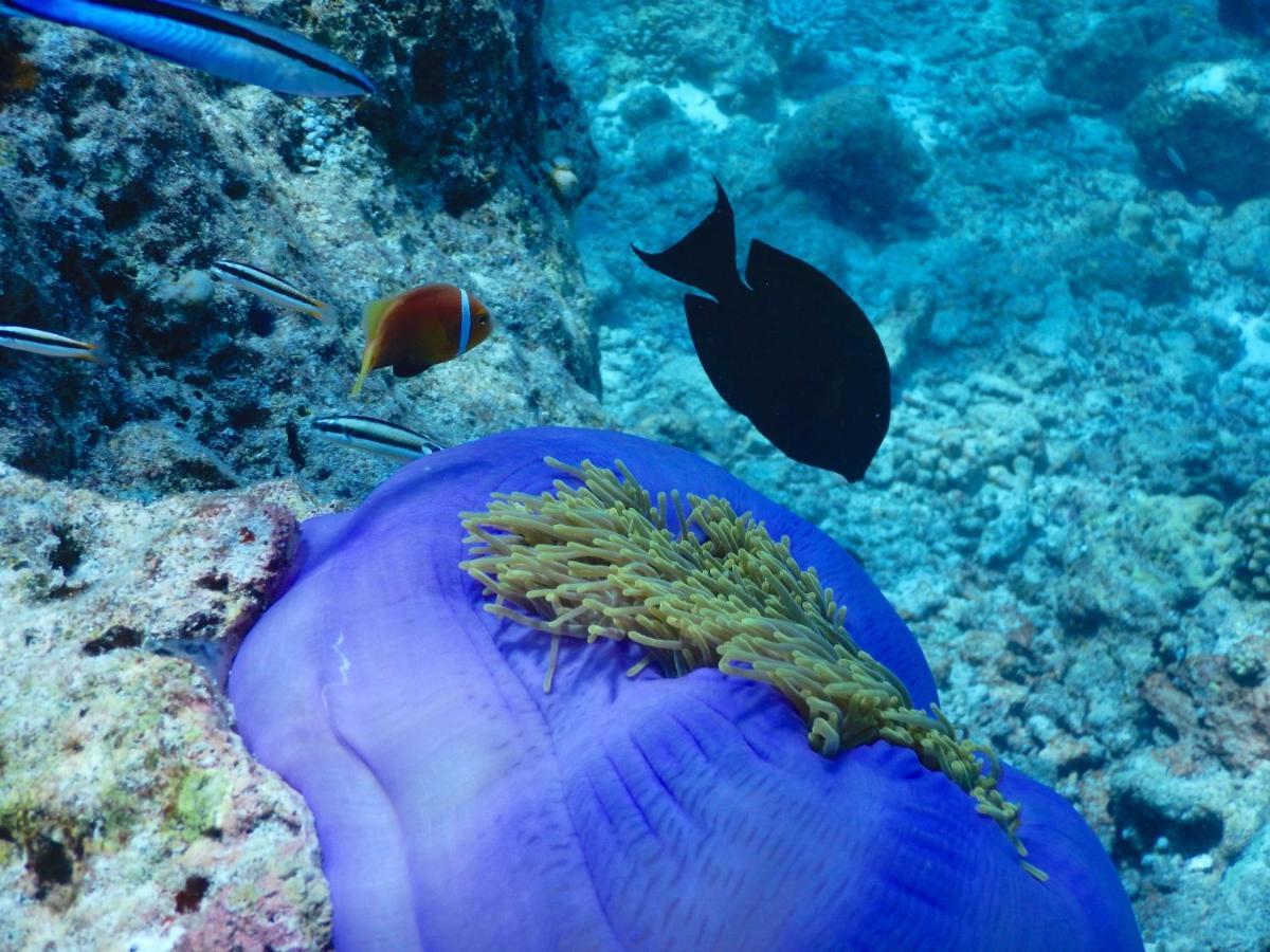 Dhigurah Beach Inn Eksteriør bilde