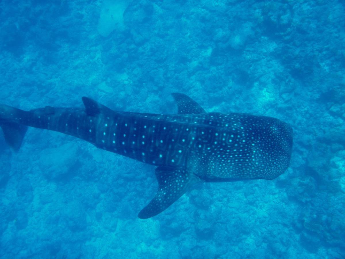 Dhigurah Beach Inn Eksteriør bilde